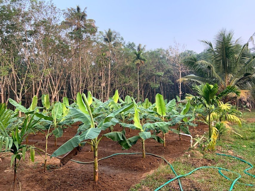 Banana grove with arecanut palms