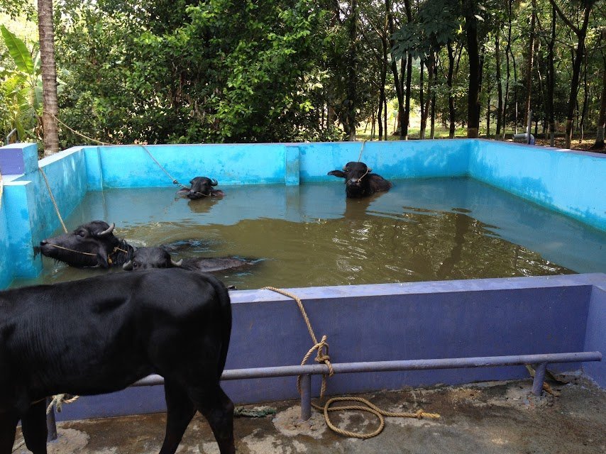 The buffalos in their bathing pool