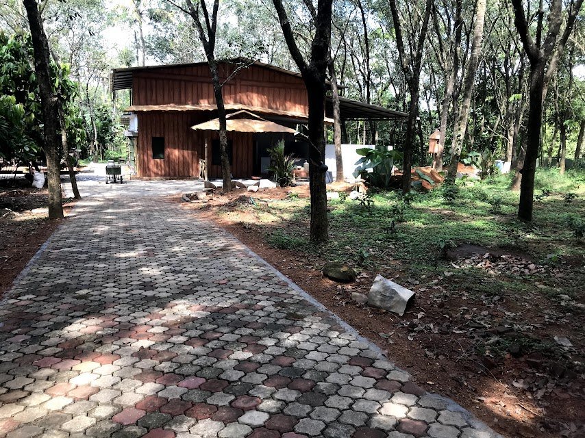 Cobblestone path through the rubber grove