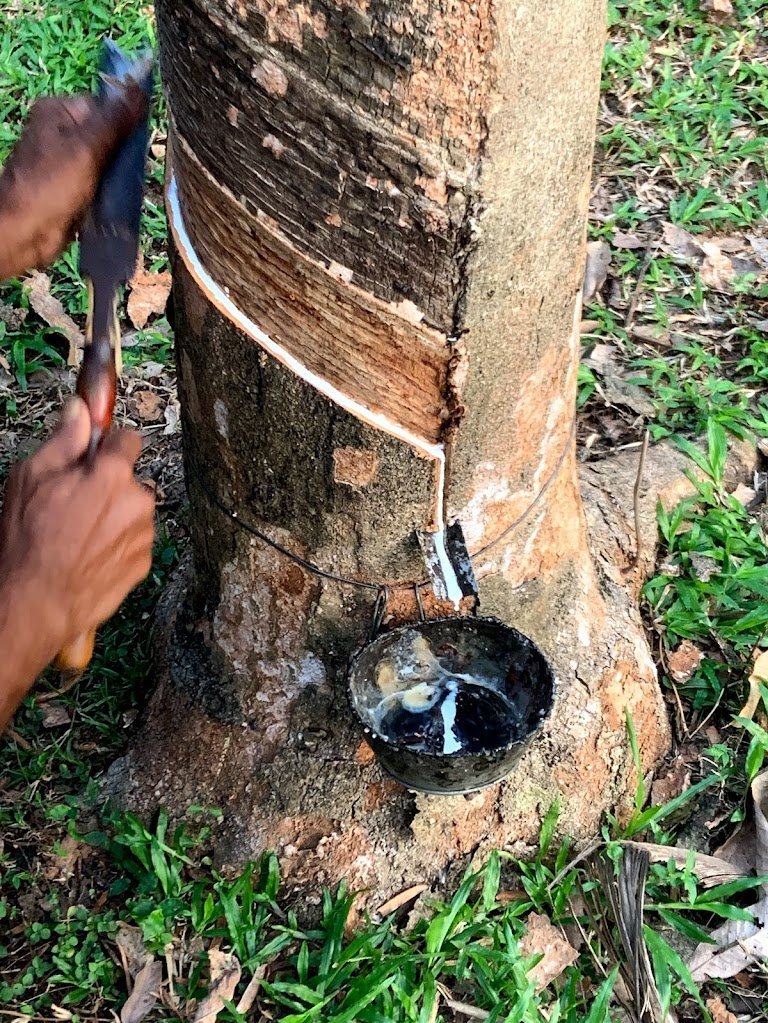 Tapping a rubber tree at La Visnea