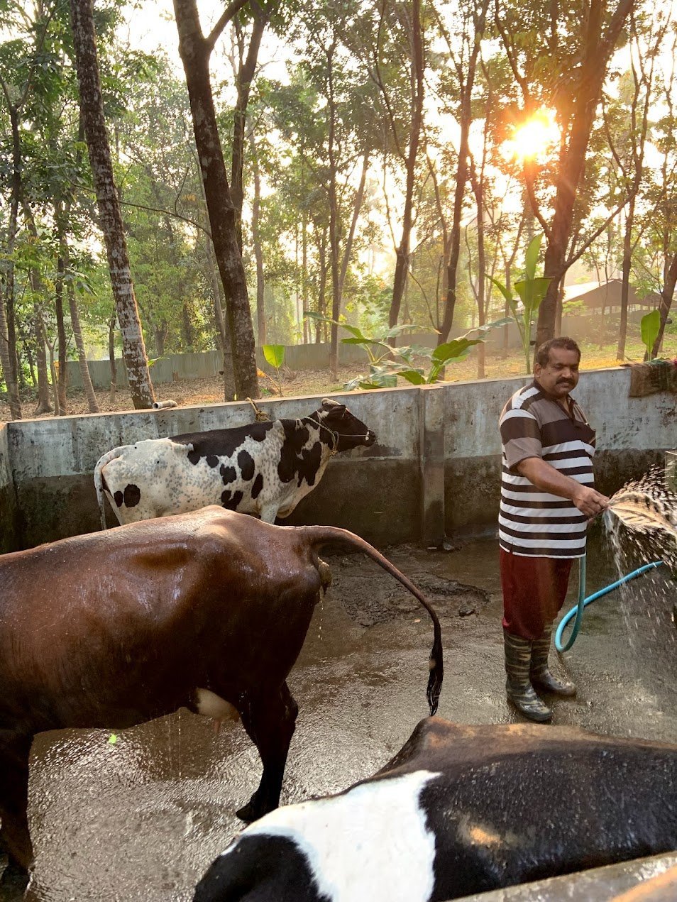 Dr. Vincent washing the cows at golden hour